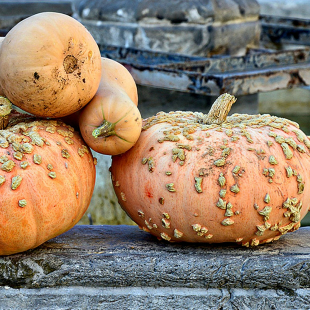 Graines de courge galeuse d'eysines - vilmorin sachet
