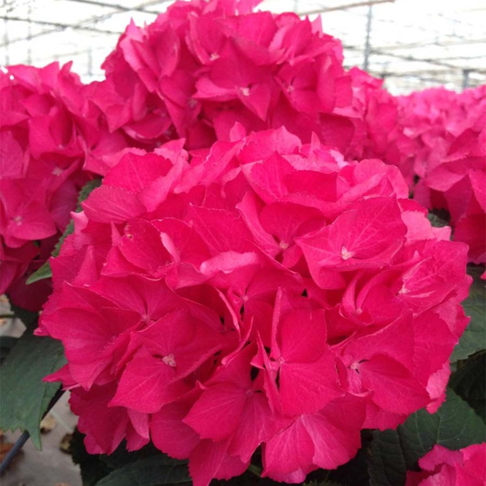 Hortensia 'dutch ladies selma ' pot de 4l/5l