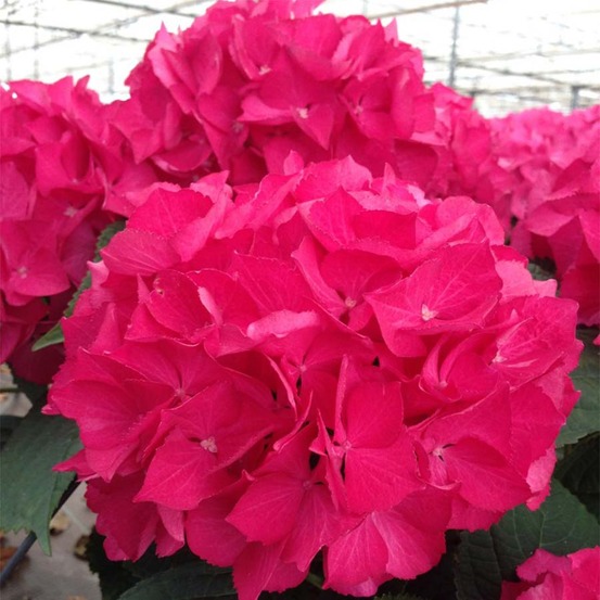 Hortensia 'dutch ladies selma ' pot de 4l/5l