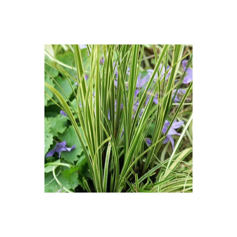 Laîche brunnea panachée godet - 5/20 cm