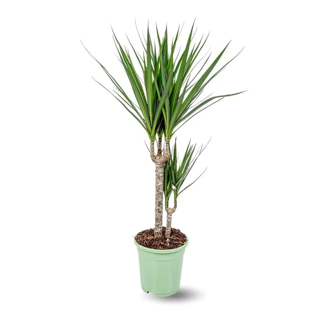 Dracaena marginata - plante d'intérieur - ↕ 70-80 cm - ⌀ 17 cm - facile d'entretien