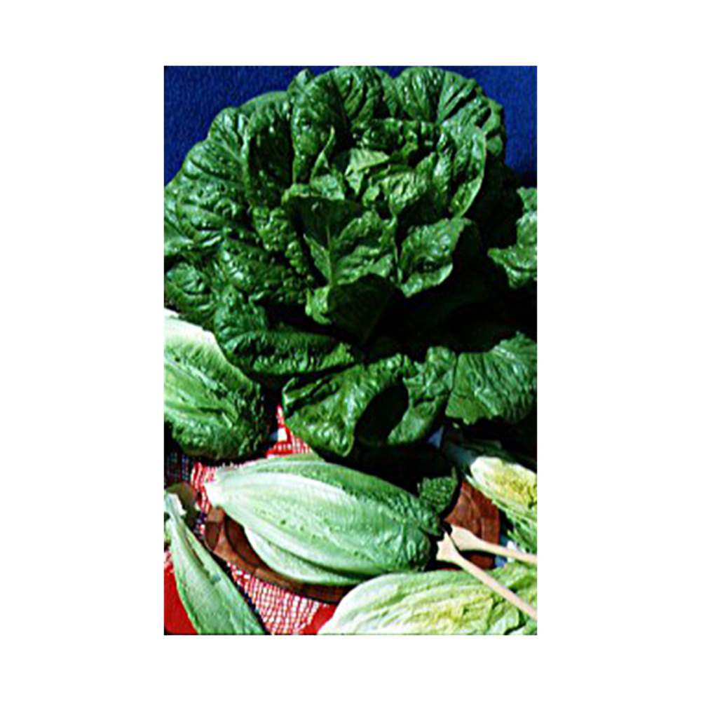 Laitue romaine 'blonde maraîchère' le sachet de 2500 graines environ (3g)