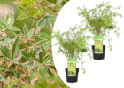 Acer palmatum 'papillon' -erable japonais -lot de 2 - pot 19cm -hauteur 50-60cm