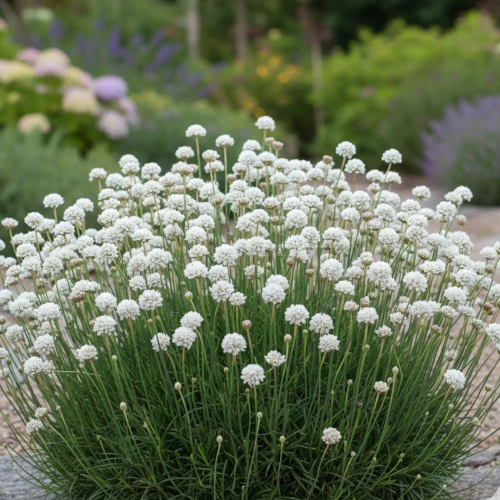 Gazon d'espagne blanc lot de 9 godets