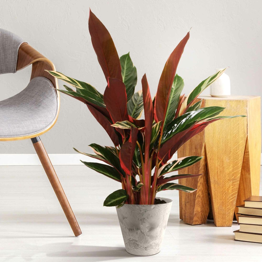 Calathea 'triostar' - le pot / ø 19cm / hauteur livrée 65-85cm