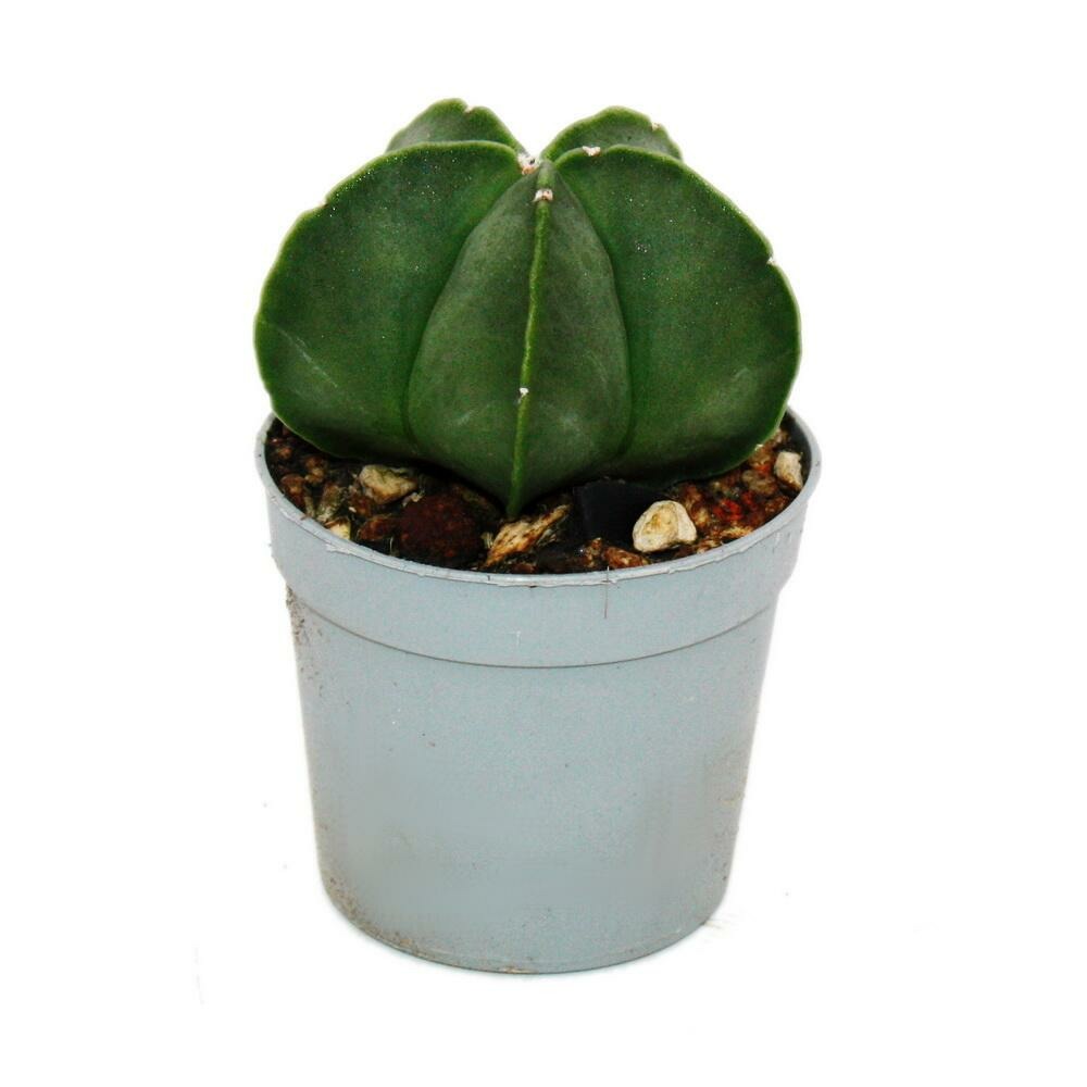 Astrophytum myriostigma nudum - le bonnet d'évêque nu - en pot de 6,5cm - rareté parmi les cactus