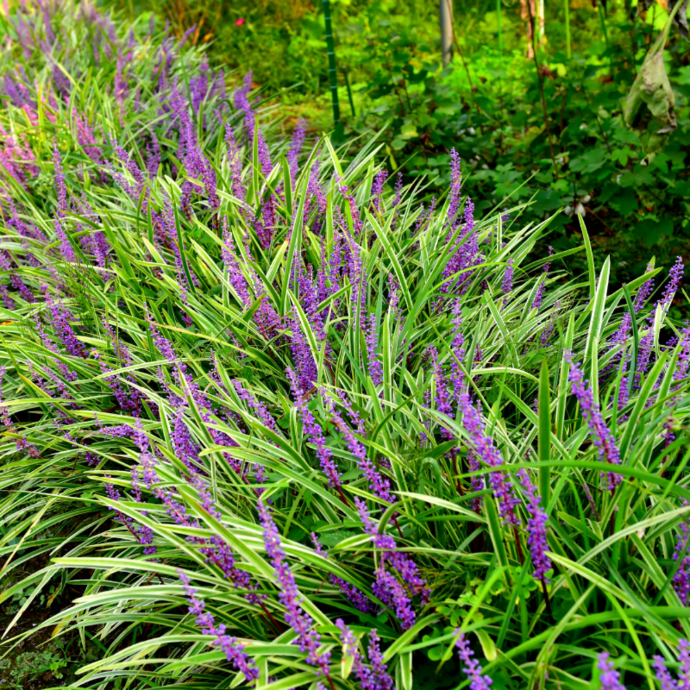 Liriope muscari - liriope muscari 10/15 cm godet 9cm