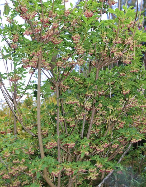 Andromède campanulée 'red bells' pot de 2l/3l