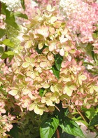 Hortensia paniculé paniculata Pastelgreen ® 'Rencolor' Godet