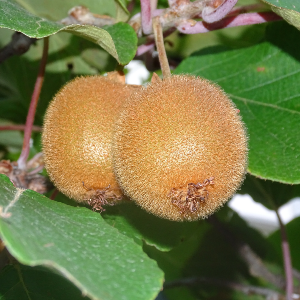 Kiwi atlas - actinidia deliciosa atlas 50/60cm
