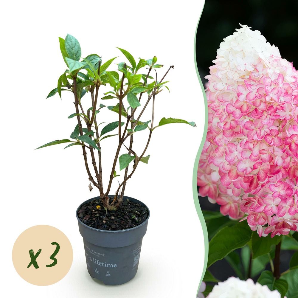 Lot de 3 - hydrangea panniculata living rose & rose - hortensia paniculée