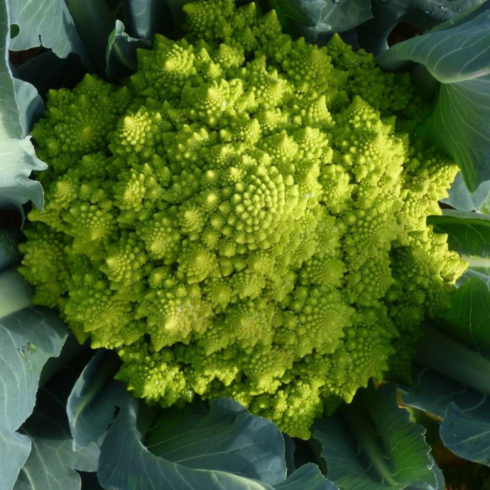 Graines de chou romanesco - vilmorin sachet