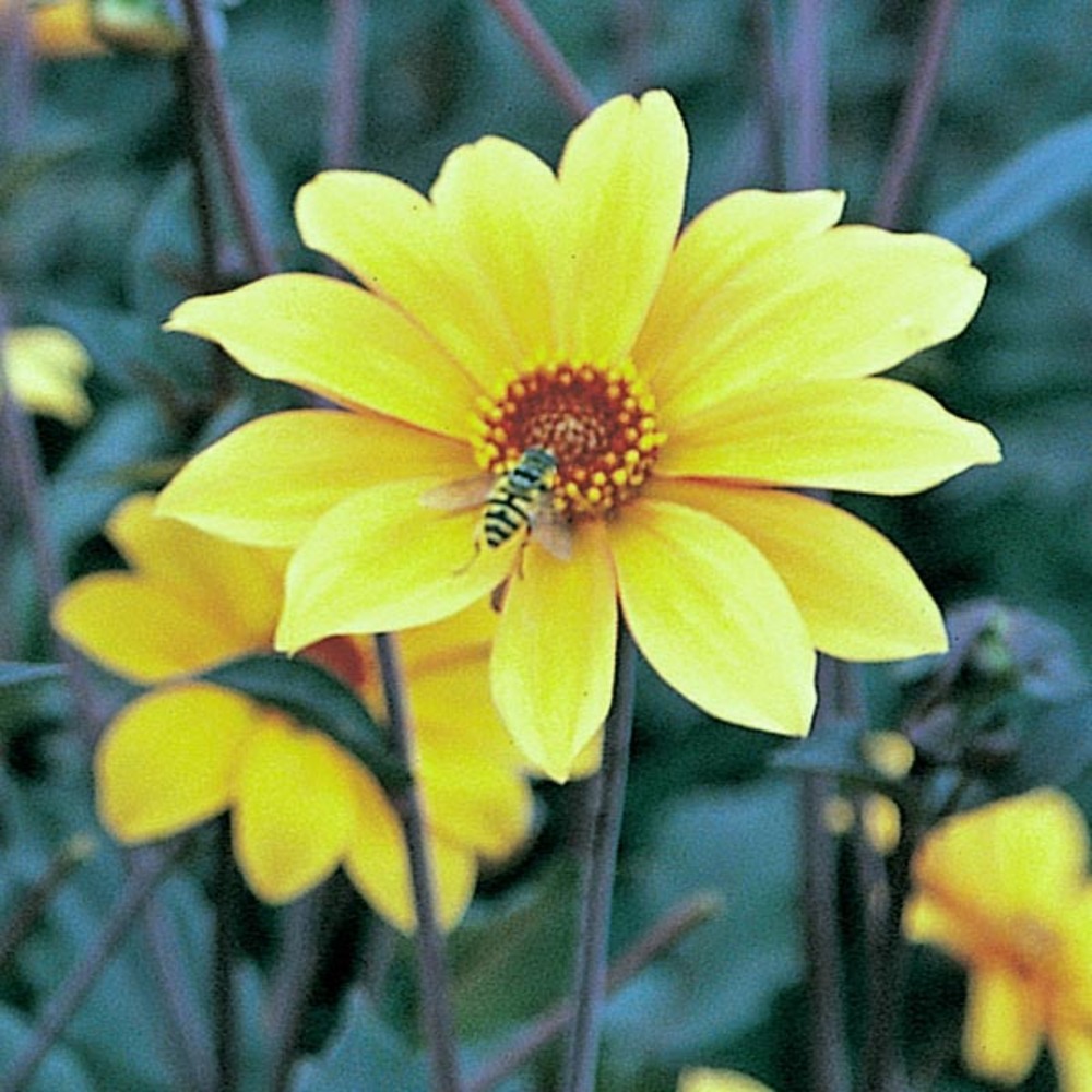 Dahlia gpe fleurs simples 'bishop of york' bulbe calibre i