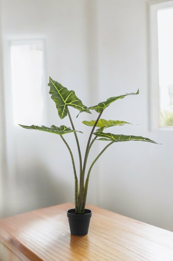 Alocasia artificiel
