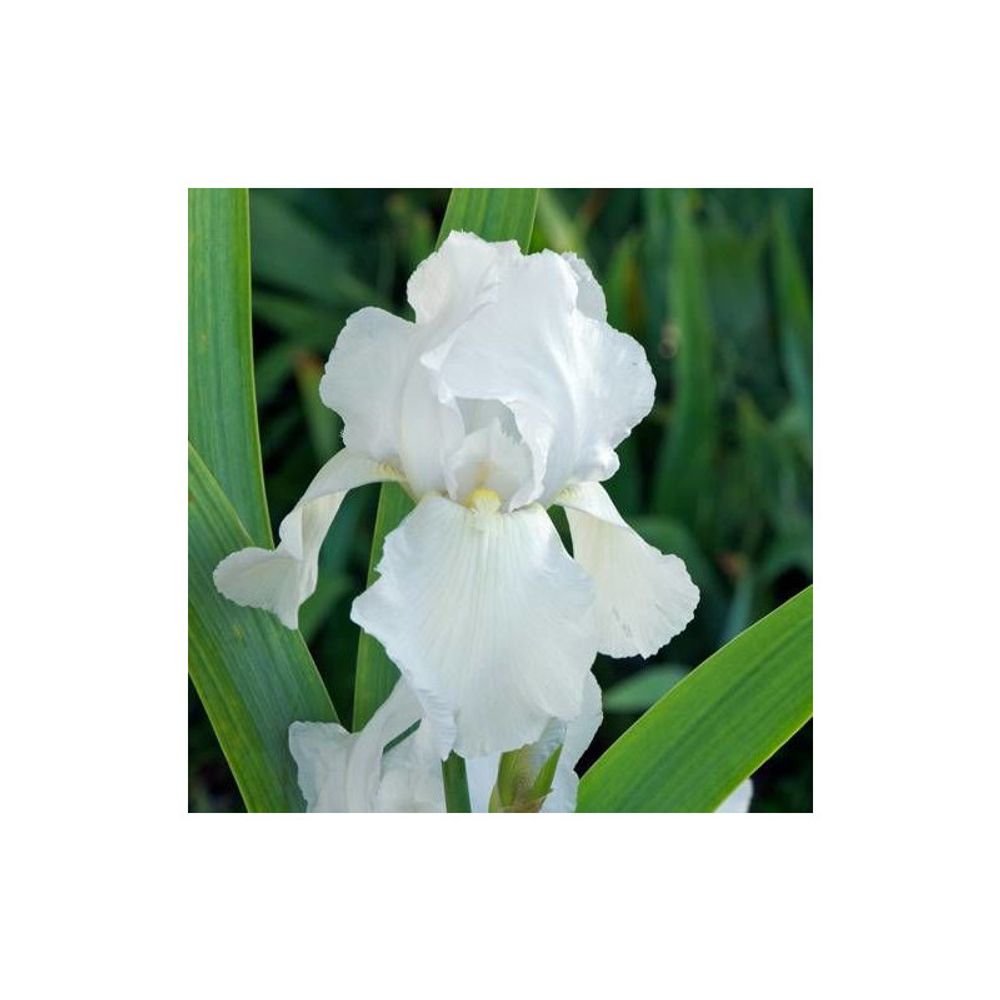 Iris des jardins glacier lot de 9 godets