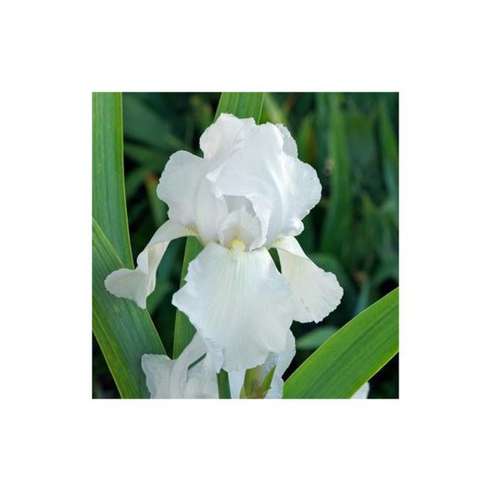 Iris des jardins glacier lot de 9 godets