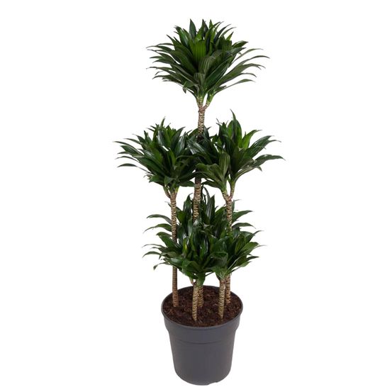 Dracaena compacta carrousel - plantes d'intérieur