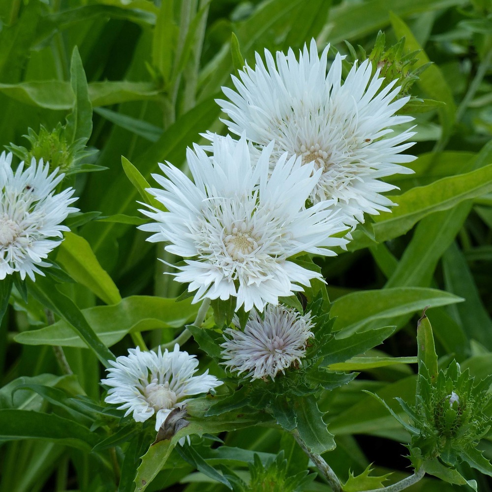 Stokesia laevis 'träumerei' godet de 8/9 cm