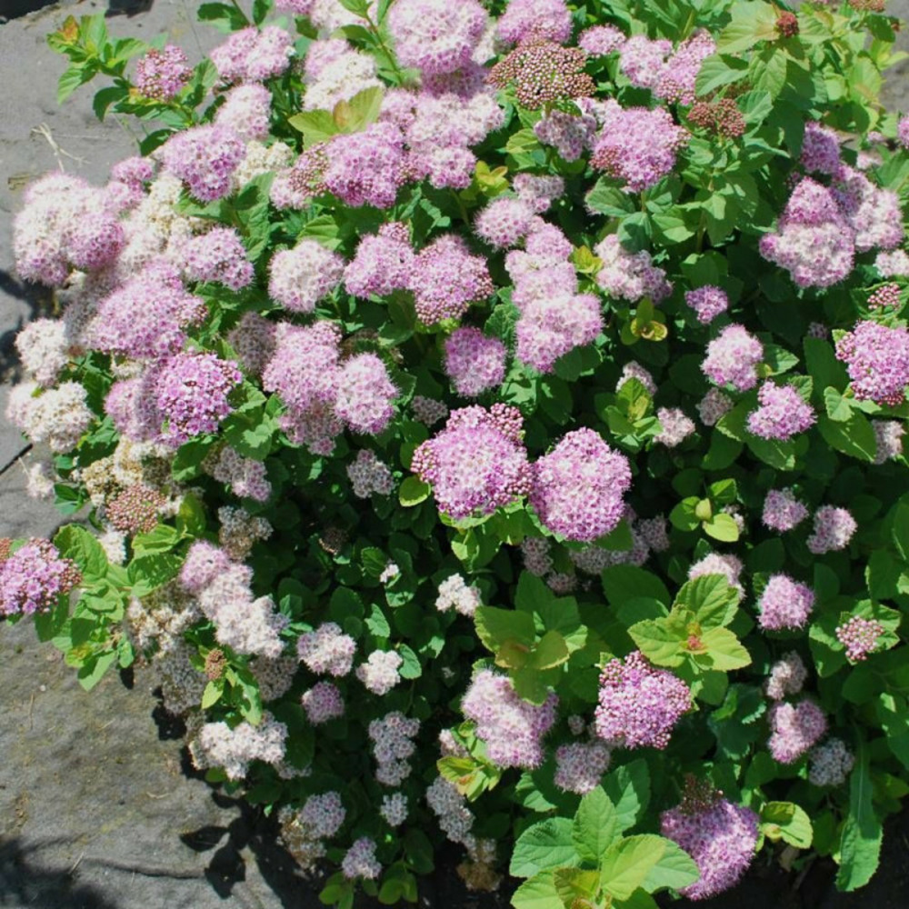 Spirée à feuilles de bouleau pink sparkler® 'courispi01', spiraea pot de 1,5l - 10/20 cm