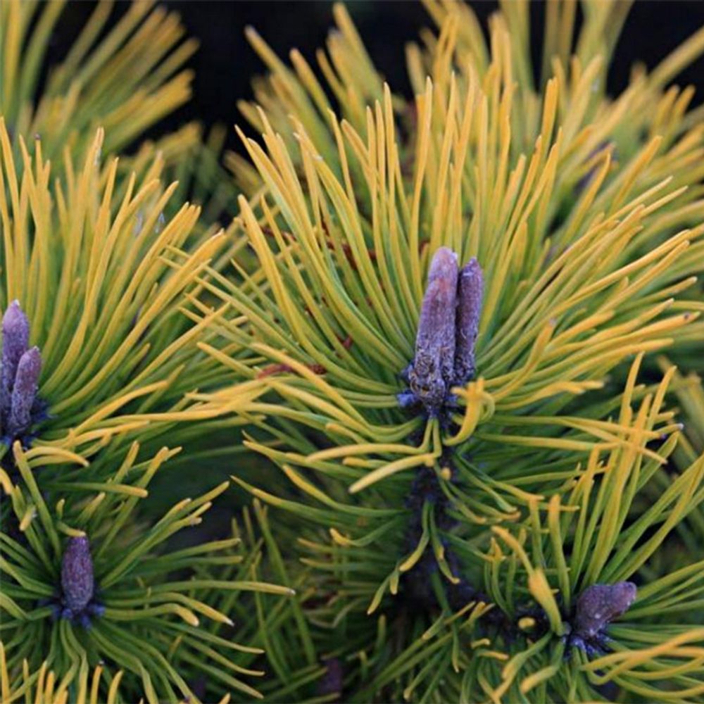 Pin de montagne 'golden glow' pot de 3l/4l