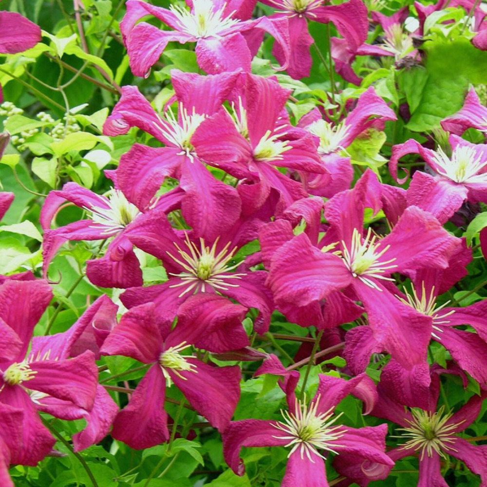 Clématite viticella mme julia correvon pot de 1,5l - tuteur bambou 30/60 cm