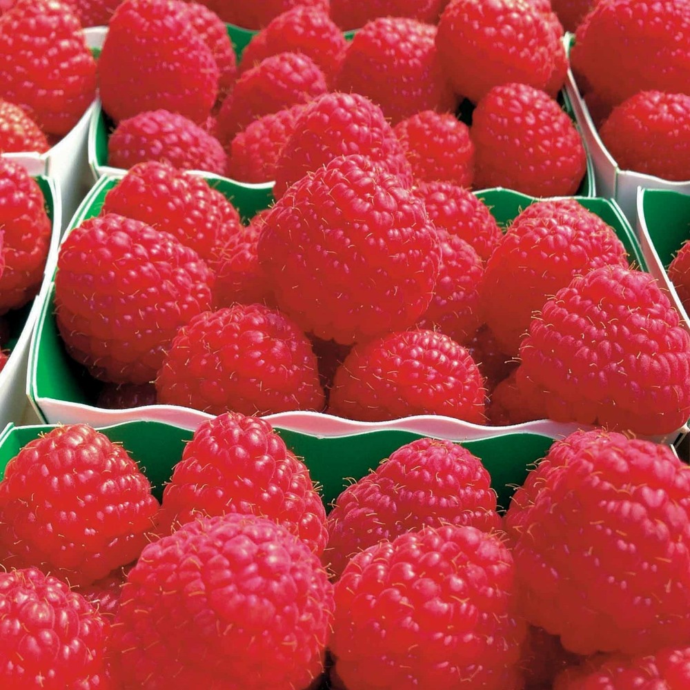 Framboisier remontant paris - le paquet de 2 racines nues