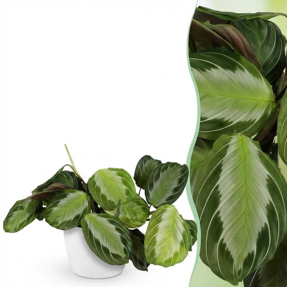 Maranta fascinator silverband - pet-friendly - pot de 12cm - hauteur 25-35cm - plantes d'intérieur