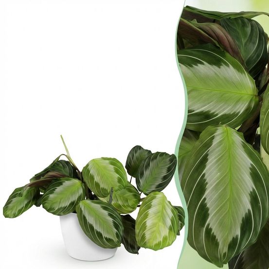 Maranta fascinator silverband - pet-friendly - pot de 12cm - hauteur 25-35cm - plantes d'intérieur