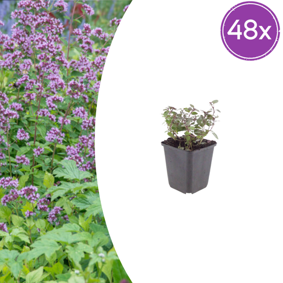 Origan violet (origanum laevigatum) 'herrenhausen' - 60