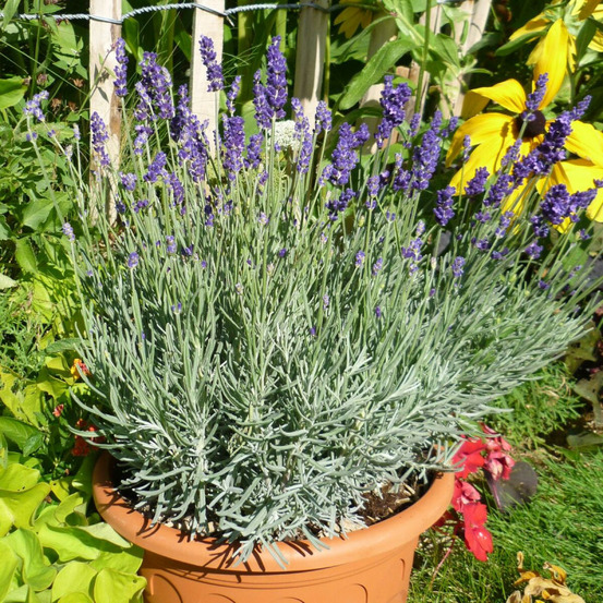 Lavande anna® pot de 2,5l - 20/30 cm