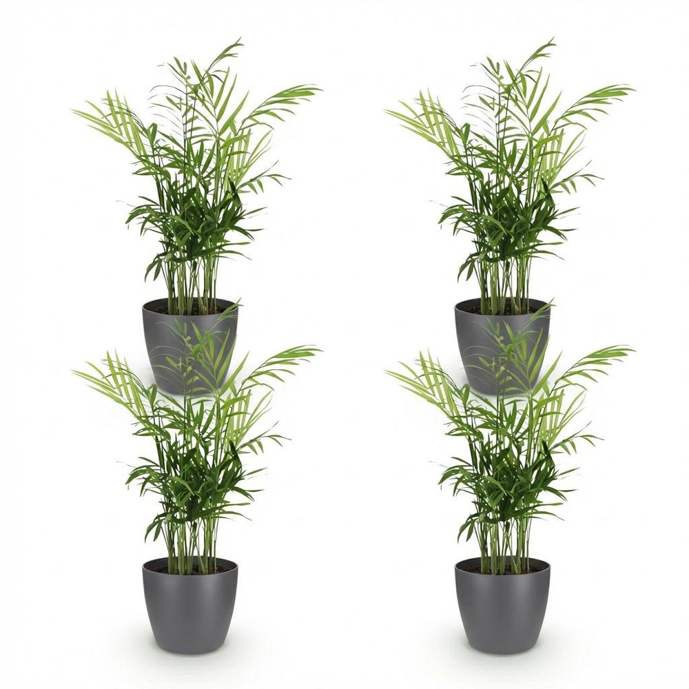 Chamaedorea elegans - pet-friendly - pot de 12cm - hauteur 15cm