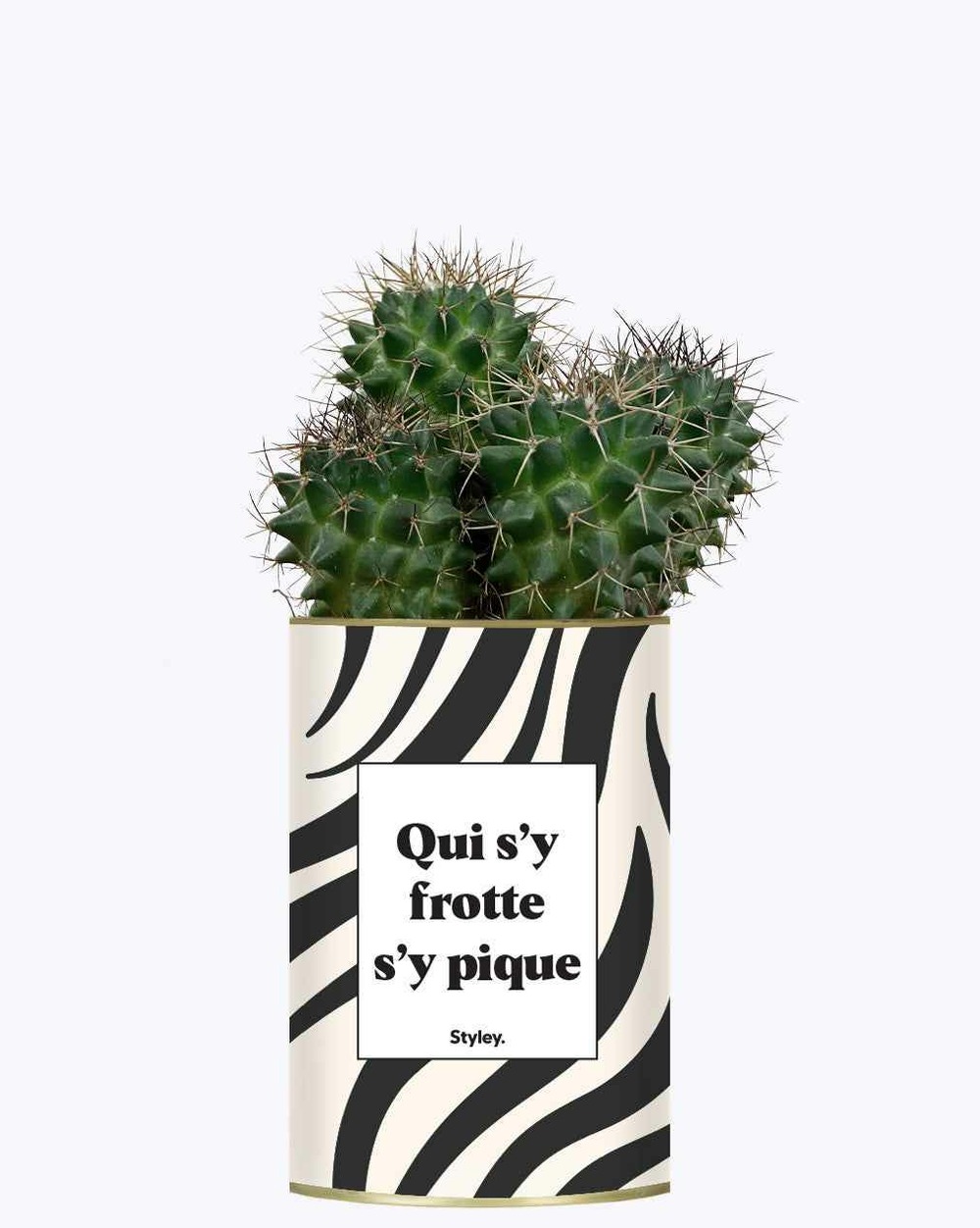 Plante personnalisée - qui s'y frotte s'y pique - cactus
