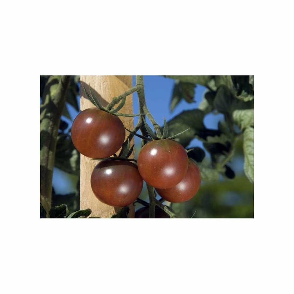 Graines de tomate black cherry
