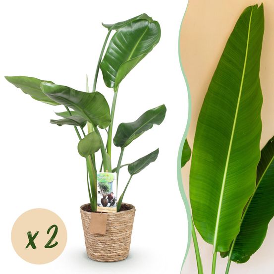 Strelitzia nicolai - fleur de paradis - lot de 2 plantes - pot de 17cm - hauteur 70-90cm - plantes d'intérieur
