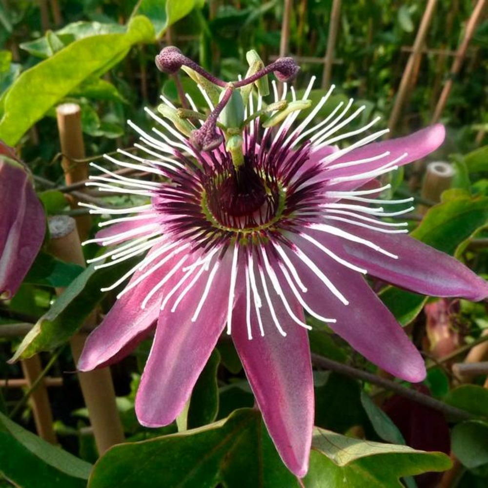 Passiflore 'victoria' - passiflora 3l - 60/90cm