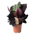 Calathea 'dottie' - pot 17cm - hauteur 30-40cm - plante d'intérieur qui purifie l'air - beau feuillage