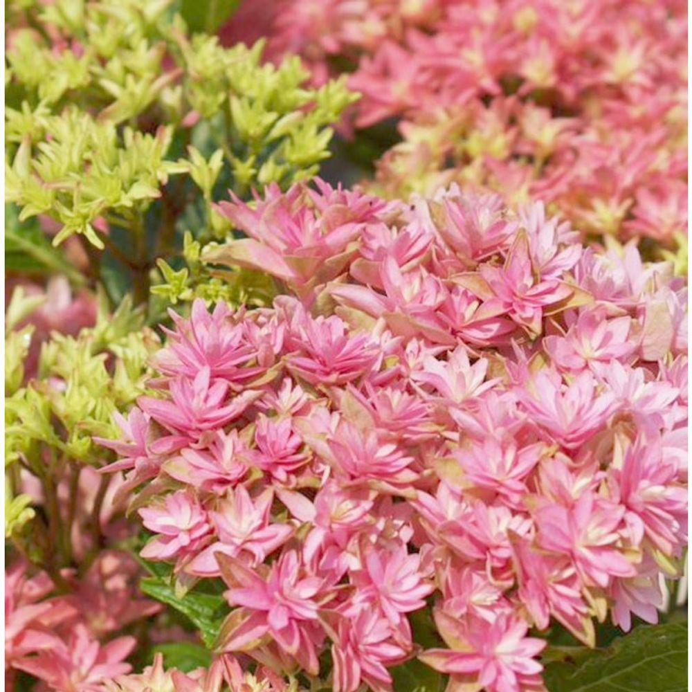 Hortensia you&me® inspire, hydrangea macrophylla godet - 5/20 cm