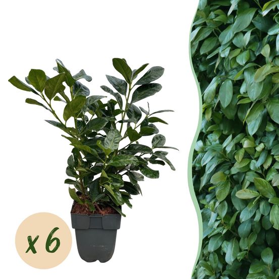 Laurier-cerise etna - pot 17 cm - hauteur 50 cm - plante d'extérieur