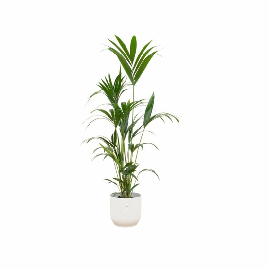 Palmier kentia 160cm et son pot blanc 30cm - hauteur 160cm