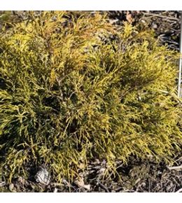 Cyprès sawara 'sungold' pot de 3l/4l