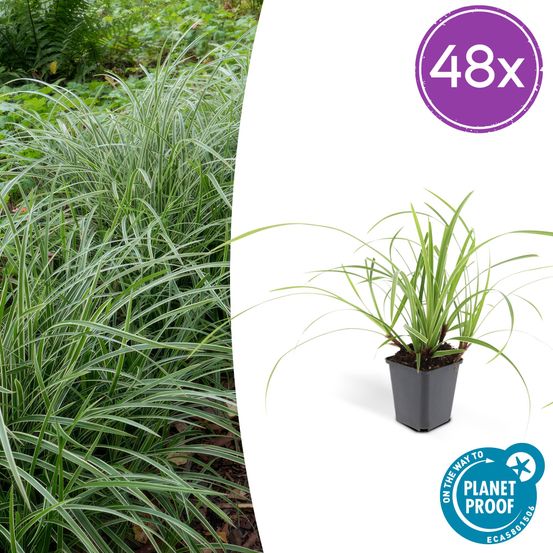 Lot de 48 - carex morrowii 'ice dance' - h10-25 cm
