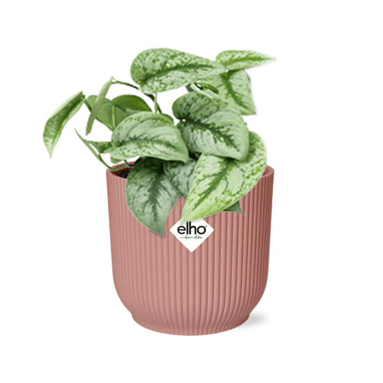 Scindapsus pictus ‘trebie’ in elho vibes fold 14cm roze - plantes d'intérieur