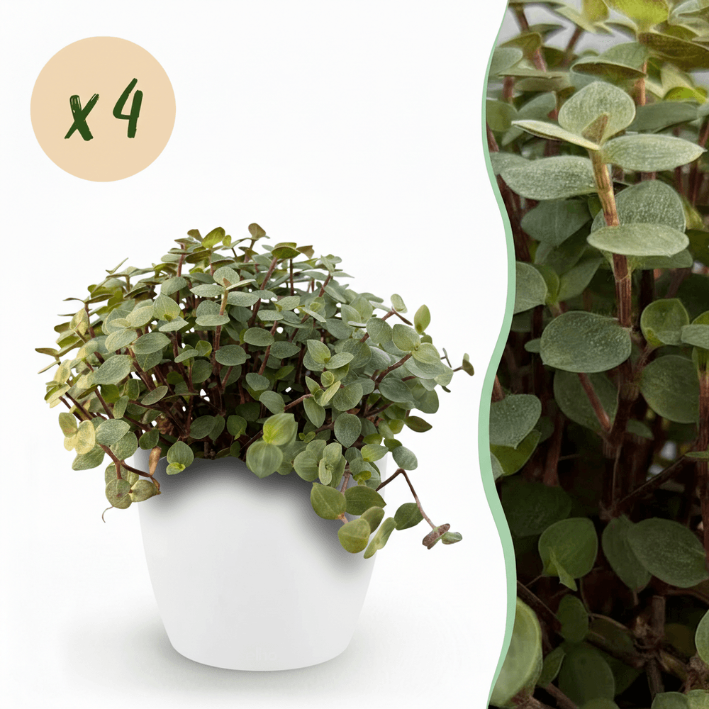 Calissia repens - pet-friendly - pot de 12cm - hauteur 17-20cm - plantes d'intérieur