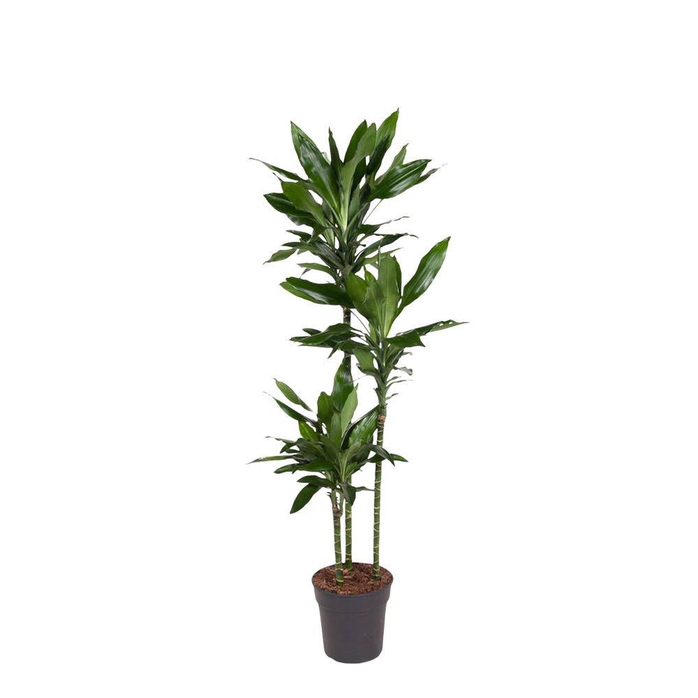 Dracaena janet lind - 150-160 cm - ø24 - plantes d'intérieur
