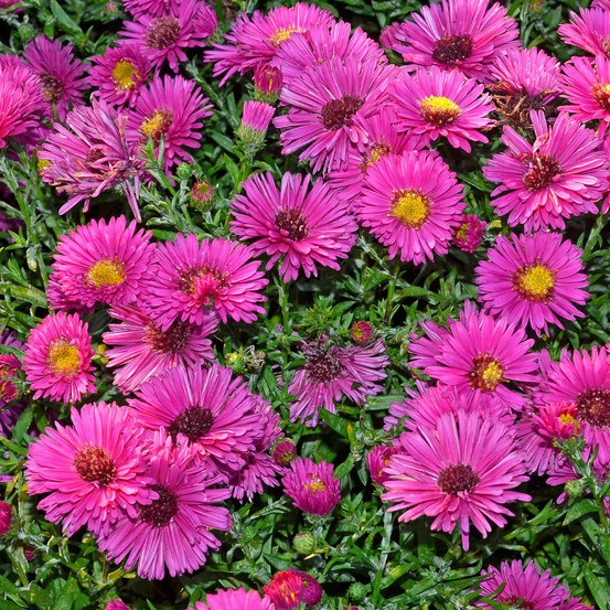 Aster nain d'automne jenny - le pot / ø 9cm, vendu par lot de 2