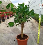 Ficus benghalensis 'audrey' (figuier des banyans 'audrey') taille pot de 35l 100/120cm