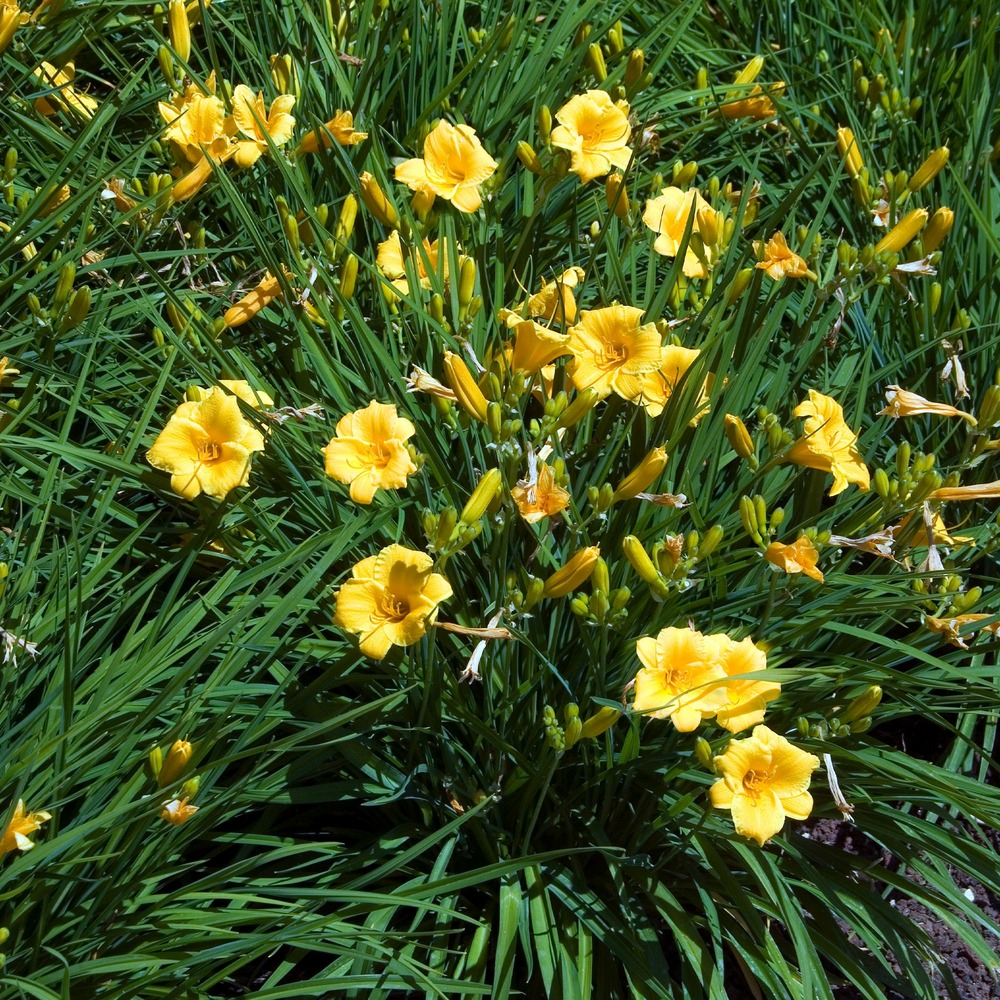 Hémérocalle stella de oro - le pot / ø 9cm