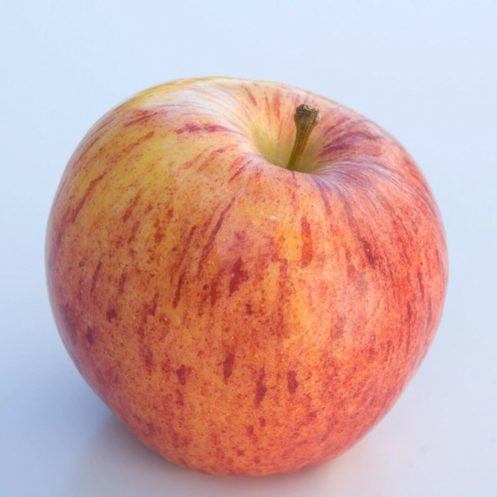 Pommier gala pot de 15l - palmette oblique - 150/175 cm