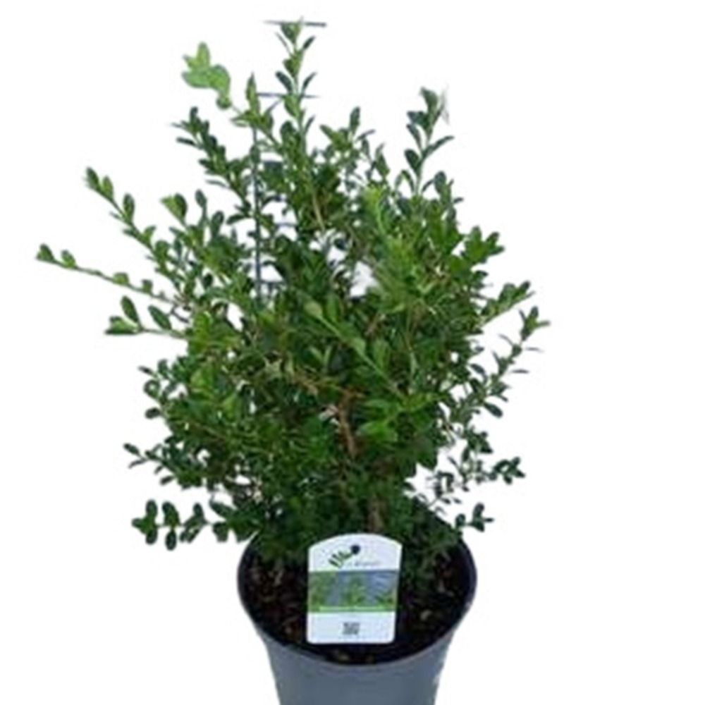 Betterbuxus 'renaissance' – 25-30 cm
