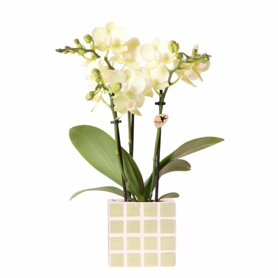 Orchidée phalaenopsis jaune et son pot mosaique vert - hauteur 35cm